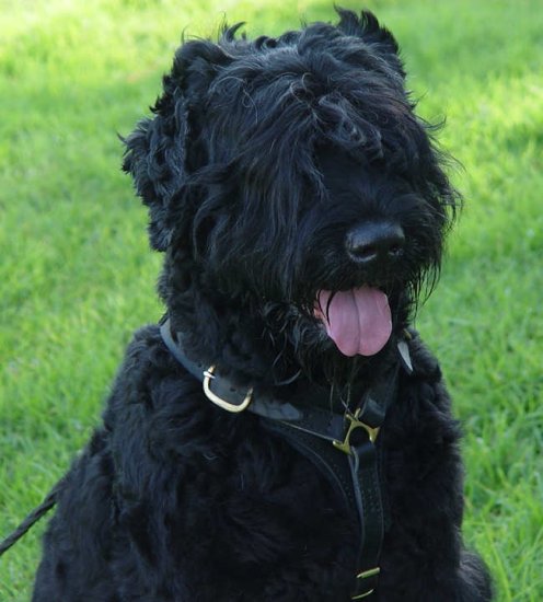 Adjustable Tracking Walking leather dog harness-russian terrier harness - Click Image to Close