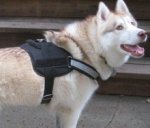 Adjustable Siberian Husky Harness - Reflective Nylon Dog Harness