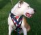 Adjustable Custom handmade Leather Dog Harness for American Pitbull