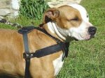 Adjustable Tracking/Pulling Leather Dog Harness for Amstaff