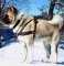 Adjustable Akita Pulling/Tracking Leather Dog Harness-Husky harness