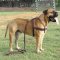 Adjustable Tracking/Pulling Leather Dog Harness-Bullmastiff dog harness
