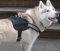 Adjustable Siberian Husky Harness - Reflective Nylon Dog Harness