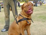 Adjustable Tracking/Pulling Leather Dog Harness-Dogue de Bordeaux harness