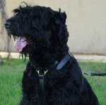Adjustable Luxury handcrafted dog harness- Black russian terrier