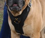 Adjustable Luxury Handcrafted Leather Dog Harness for British Bulldog