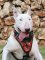 Adjustable Bull Tterrier Deluxe dog harness- Hand painted harness