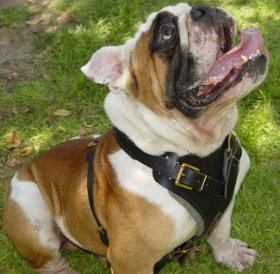 Adjustable Agitation/walking Leather Dog Harness- english bulldog