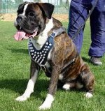 Adjustable Spike Leather Dog Harness for Boxer