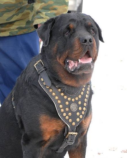 Puppy collars and harnesses sale
