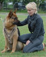 Adjustable German Shepherd Royal Exclusive Design Studded Leather Harness