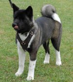 Adjustable Akita Exclusive Handcrafted Leather Dog Harness- Akita Inu