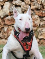 Adjustable Bull Tterrier Deluxe dog harness- Hand painted harness