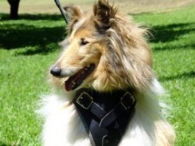 Adjustable Designer best Leather Dog Harness for for Collie- dog harnes