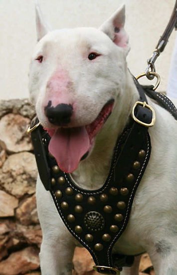 Adjustable Exclusive Design Studded Royal Bull Terrier Leather Dog Harness