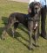 Adjustable Tracking/Pulling Leather Dog Harness- Great Dane harness