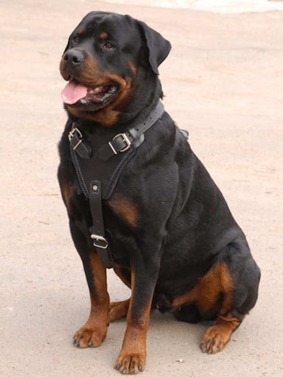 Adjustable Agitation/Protection Leather Dog Harness for Rottweiler