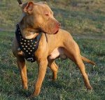 Adjustable Studded Walking dog harnessfor Amstaff