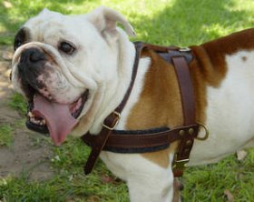 Adjustable Tracking/Pulling Leather Dog Harness- english bulldog harness