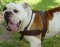 Adjustable Tracking/Pulling Leather Dog Harness- english bulldog harness