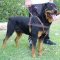 Adjustable Tracking/Pulling Leather Dog Harness- Rottweiler large harness