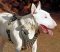 Adjustable Spiked Leather Dog Harness - Deluxe Bull Terrier Dog Harness