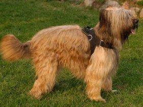 Adjustable Nylon multi-purpose dog harness for tracking / pulling Briard