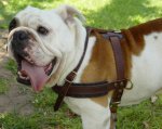 Adjustable Tracking/Pulling Leather Dog Harness- english bulldog harness