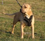 Adjustable Exclusive Luxury Handcrafted Padded Leather Dog Harness