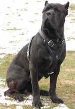 Adjustable Agitation/Protection Leather Dog Harness for Cane corso breed
