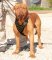 Adjustable French Mastiff Studded Walking dog harness-hand made harness