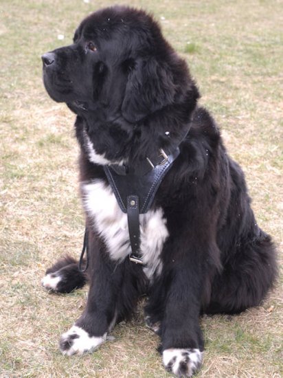Adjustable Large,best Leather Dog Harness-Newfoundland