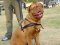 Adjustable Tracking/Pulling Leather Dog Harness-Dogue de Bordeaux harness