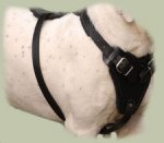 Adjustable English Bull Terrier Dog Harness- Leather Dog Harness for BT