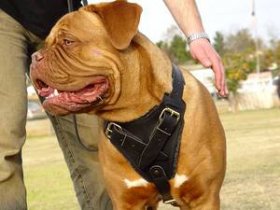 Adjustable Agitation/Protection Leather Dog Harness for Dogue de Bordeaux