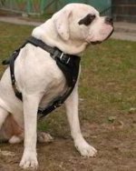 Adjustable Agitation/Protection Leather Dog Harness for American Bulldog