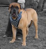 Adjustable Bullmastiff Big Spiked Dog Harness- Leather Deluxe dog harness