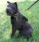 Adjustable Sharpei Nylon multi-purpose dog harness pulling Chinese Shar-Pei