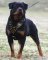 Adjustable Rottweiler Studded Walking dog harness- handmade leather harness