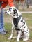 Adjustable Dalmatian Leather Dog Harness- best dog harness for Dalmatian