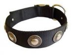 Adjustable Nylon Dog collar with silver conchos