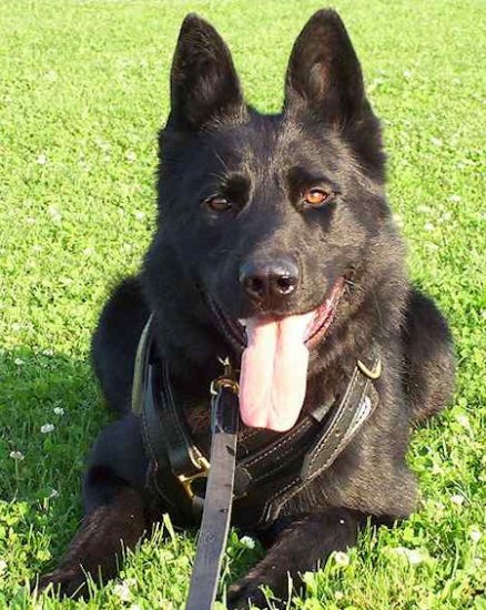 Adjustable Belgian Sheepdog Luxury Handcrafted Padded Harness