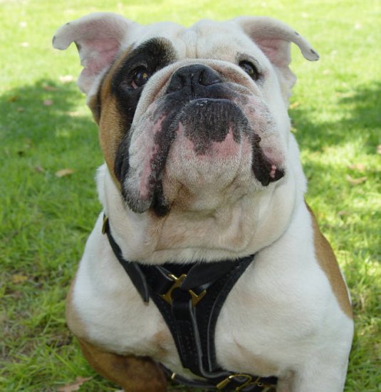 Adjustable Tracking Walking leather dog harness for english bulldog harness