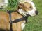 Adjustable Tracking/Pulling Leather Dog Harness for Amstaff