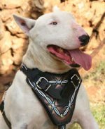 Adjustable Bull Tterrier Design leather dog harness- Hand painted harness