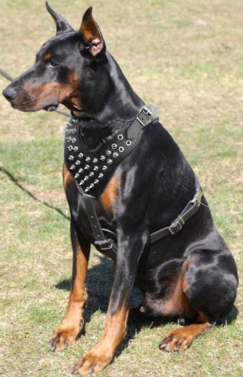Adjustable Doberman Pinscher Spiked leather Dog Harness