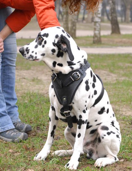Adjustable Dalmatian Leather Dog Harness- best dog harness for Dalmatian - Click Image to Close