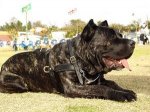 Adjustable Tracking/Pulling Leather Dog Harness- Cane corso harness