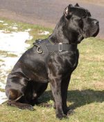 Adjustable Nylon multi-purpose dog harness for tracking/pulling cane corso