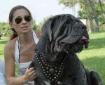 Adjustable Mastino Royal Dog Harness-Exclusive Design Leather dog Harness